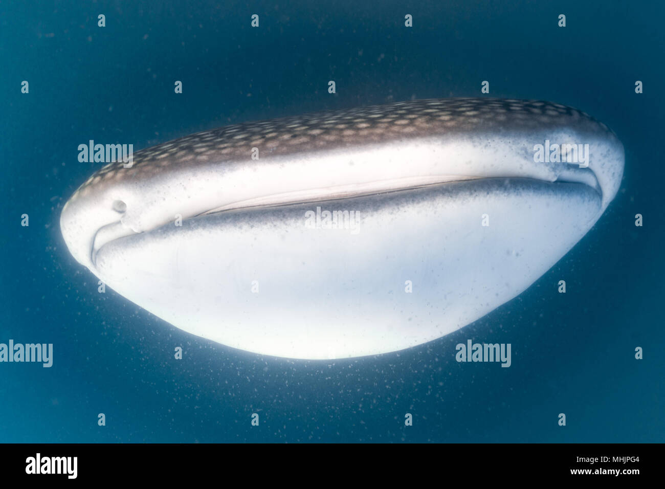 Whale Shark approaching a Photographer underwater in La Paz Baja