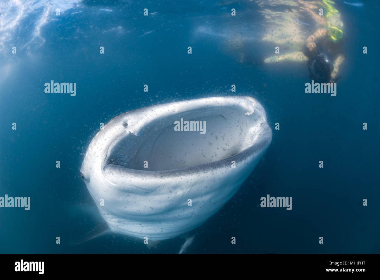 Whale Shark approaching a Photographer underwater in La Paz Baja