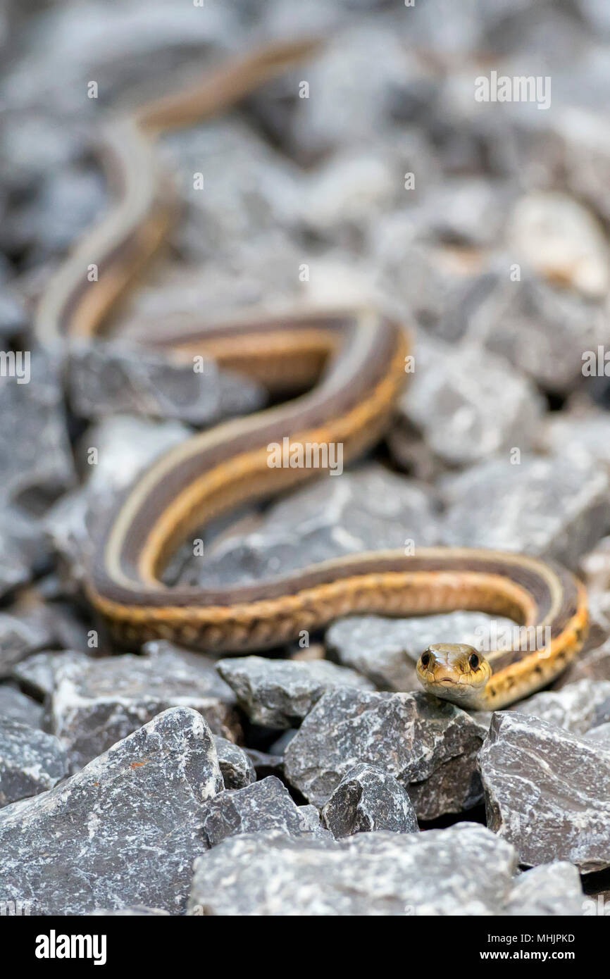 Black mamba snake hi-res stock photography and images - Alamy