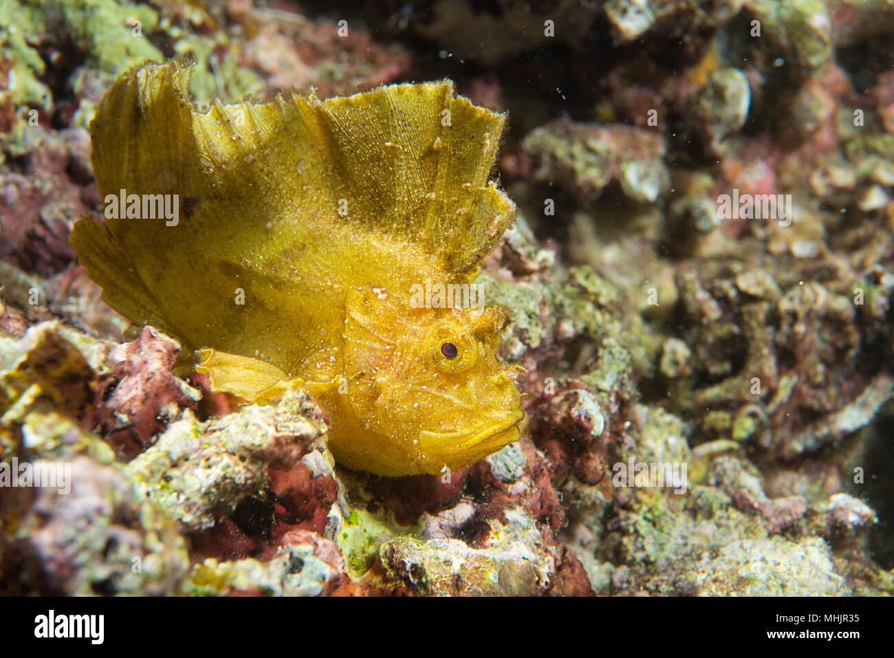 Leaf fish hires stock photography and images Alamy