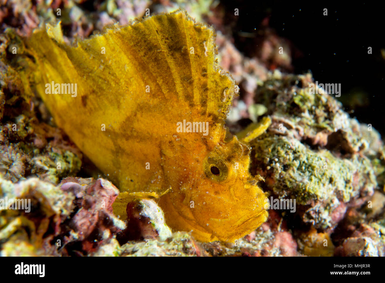 Yellow Leaf fish in Cebu, Philippines Stock Photo - Alamy