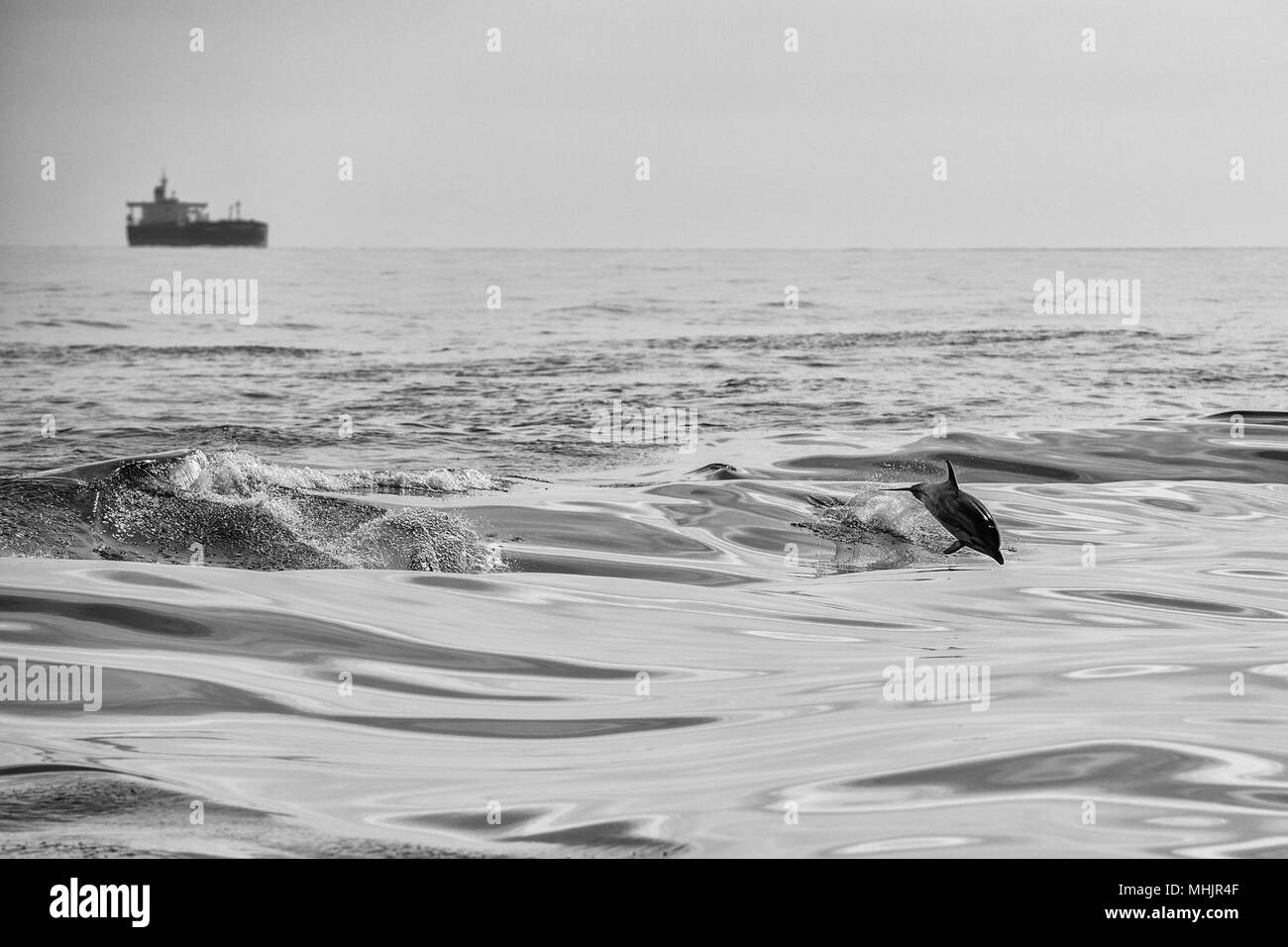dolphin jumping outside the sea in black and white Stock Photo