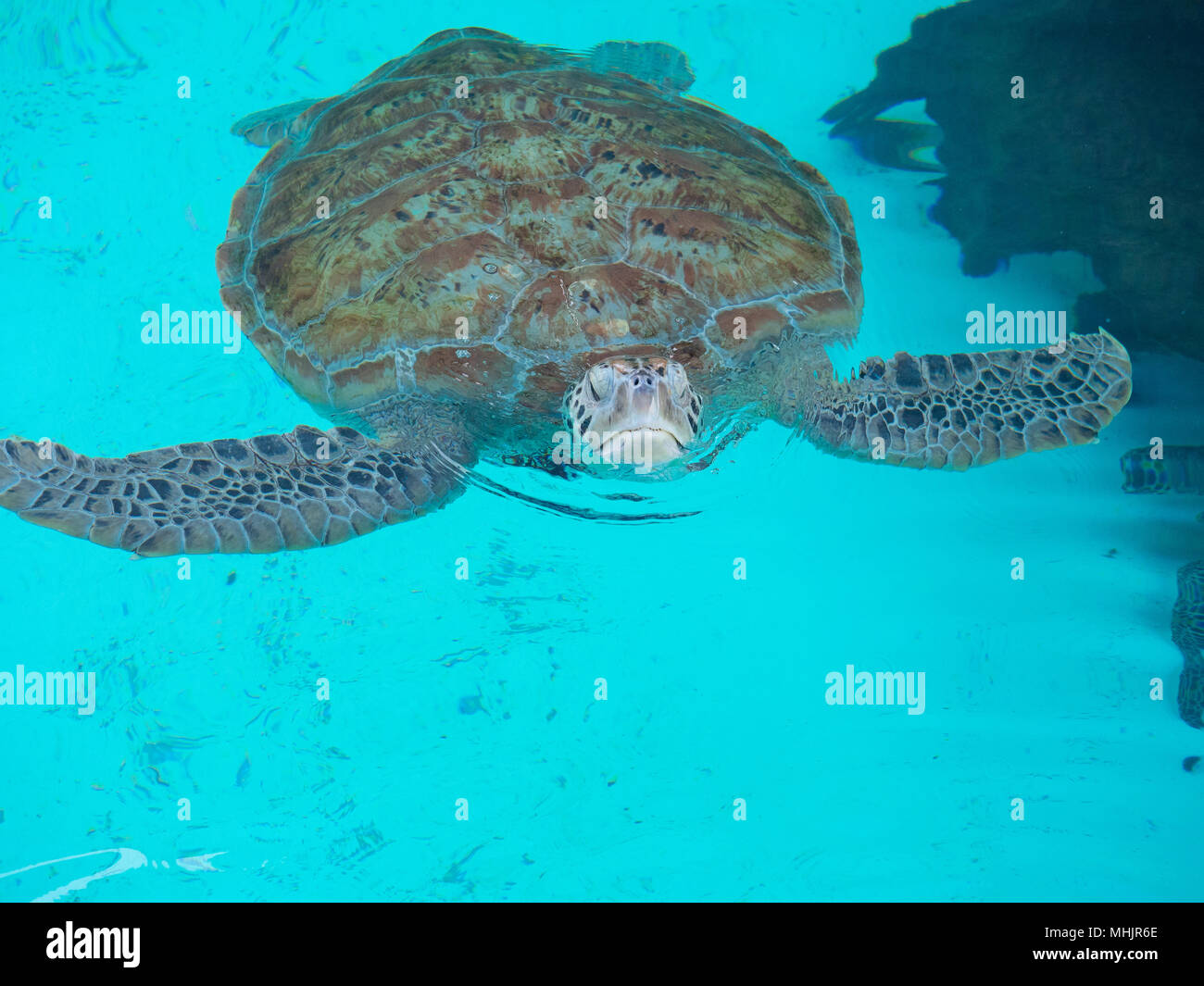 Tortoise In Water Stock Photo Alamy