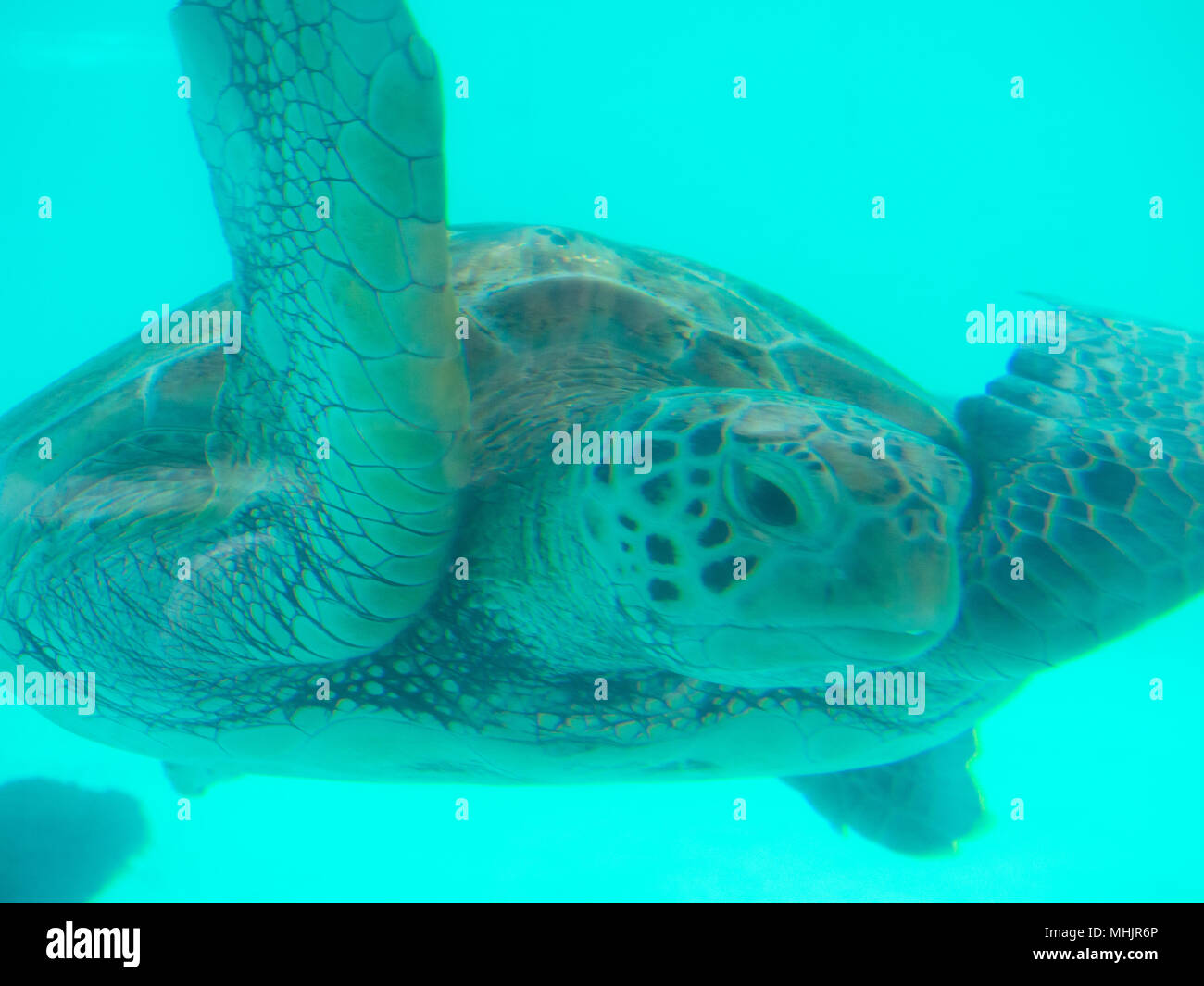 Tortoise In Water Stock Photo Alamy