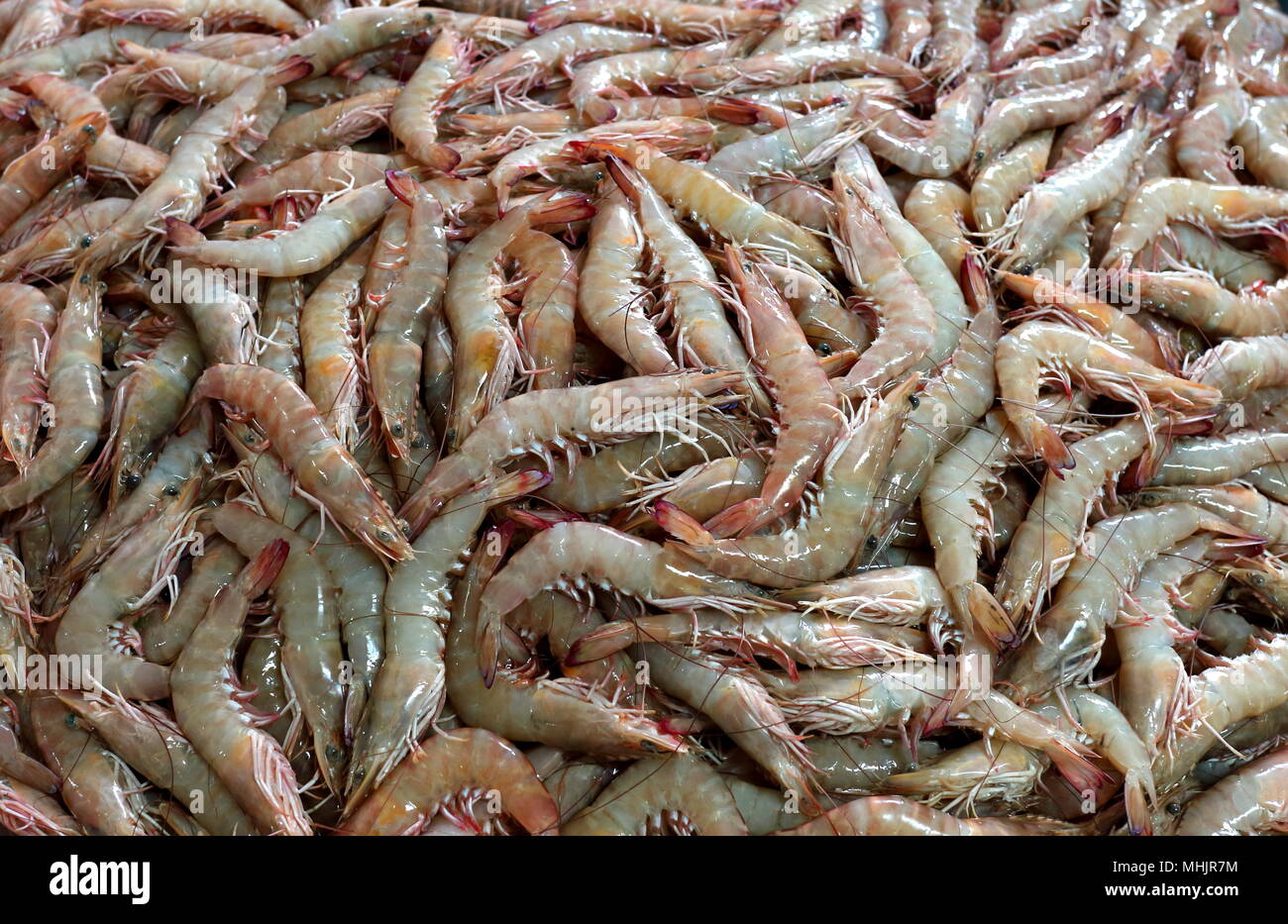 Freshly caught prawns on sale at the central fish market, Manama, Kingdom of Bahrain Stock Photo