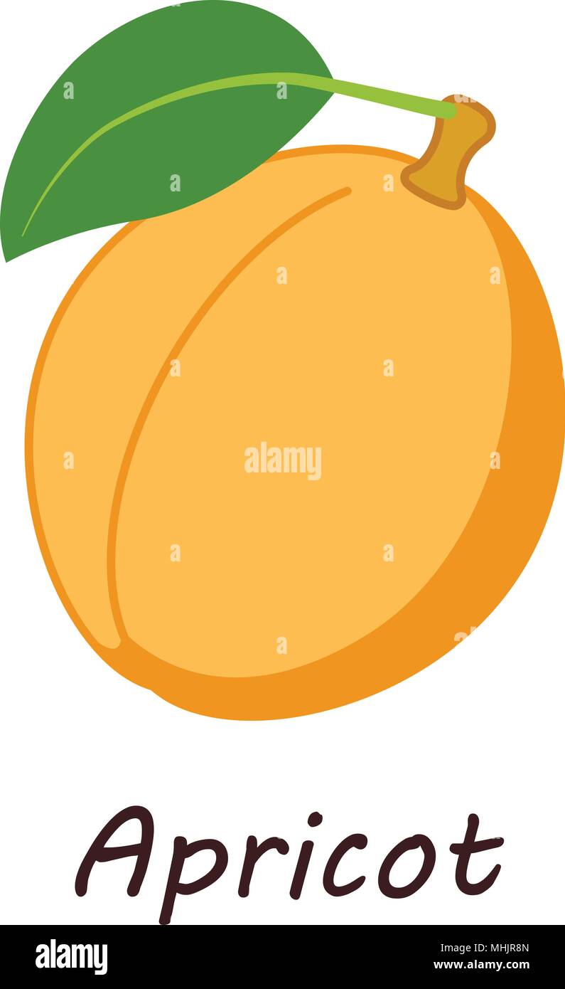 Apricot icon, isometric style Stock Vector