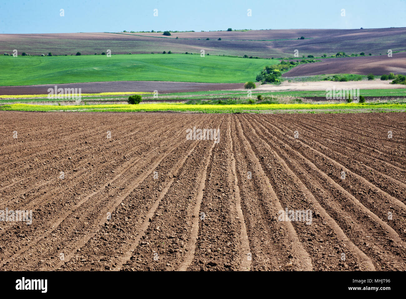 Agricultural Spring Landscape. Danubian Plain Bulgaria. Stock Photo