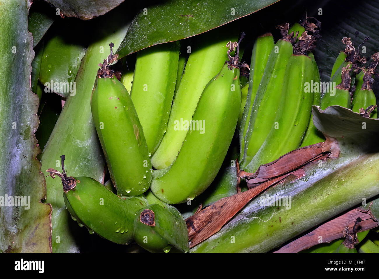 A banana is a fruit or berry. Little known facts about bananas 54 A banana is a fruit or berry. Little known facts about bananas 40