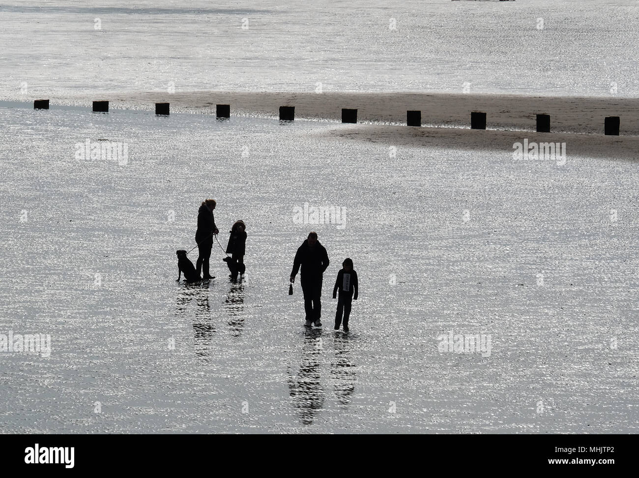 People in silhouette on beach at low tide walking dogs. Stock Photo
