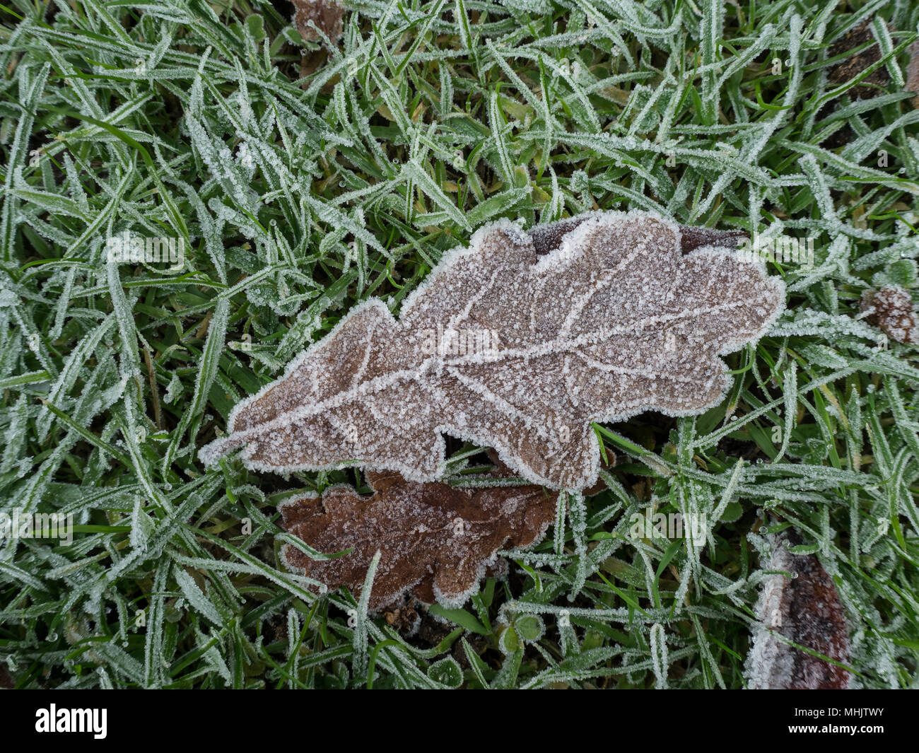 A frost covered brown oak leaf lying on frosted grass showing small ice crystals along its edges Stock Photo