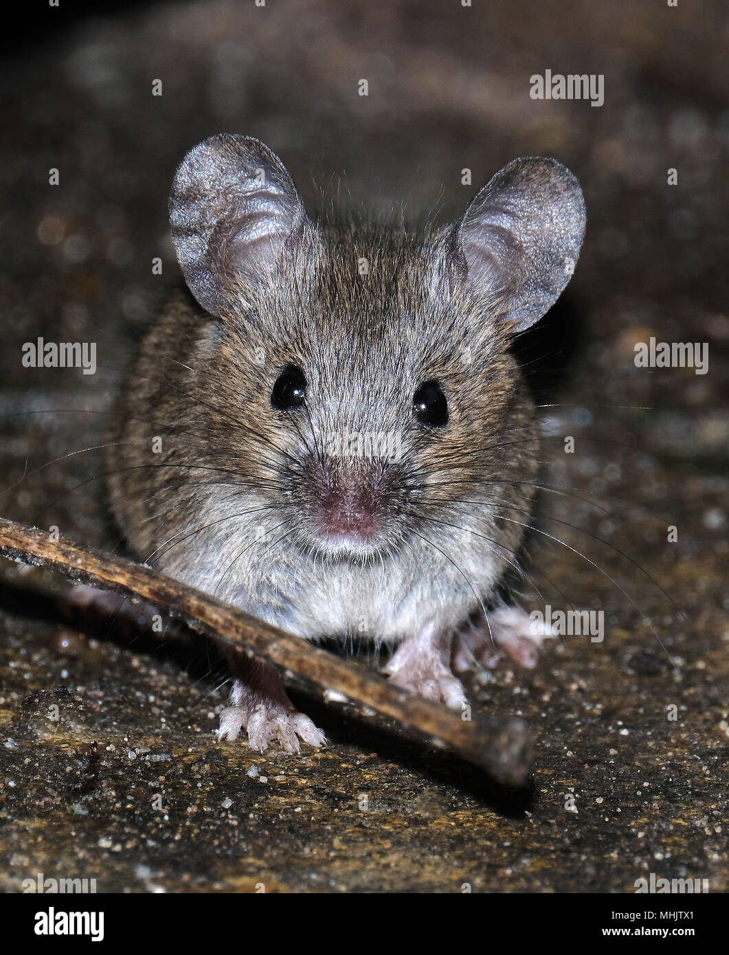 Young mice hires stock photography and images Alamy