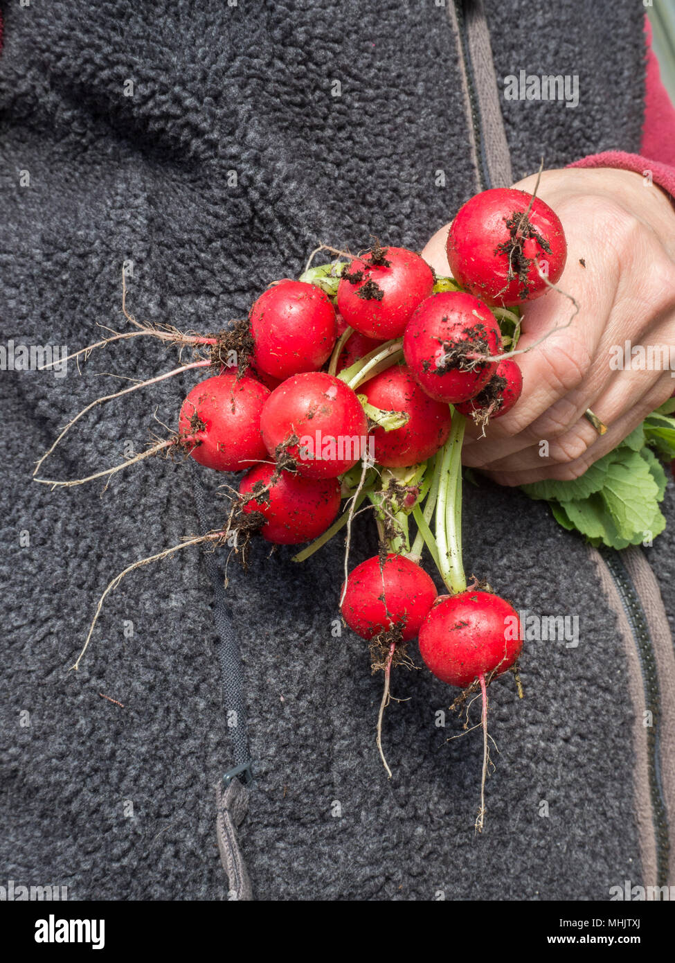 A bunch of newly harvested radish Scarlet Globe being held in a hand Stock Photo