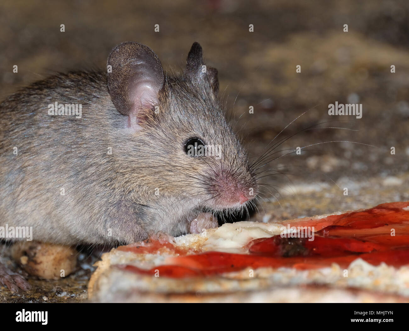 MIce feeding in urban house garden. Stock Photo