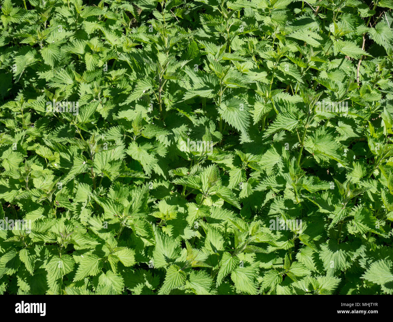 Frame filling image of the fresh green foliage of a patch of stinging nettles Urtica dioica Stock Photo