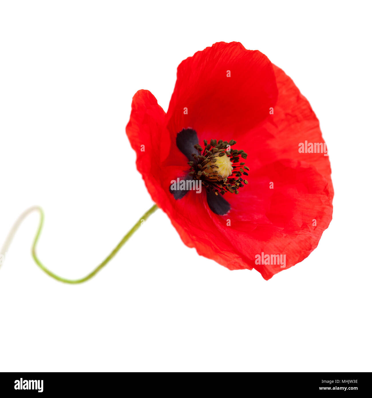 open red poppy flowers isolated on white background Stock Photo - Alamy