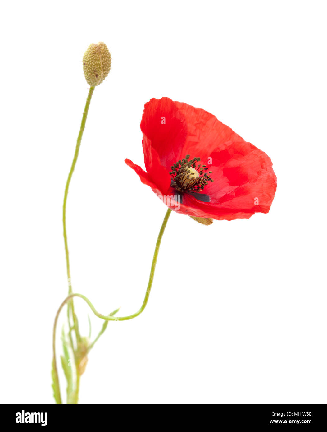 open red poppy flowers isolated on white background Stock Photo - Alamy