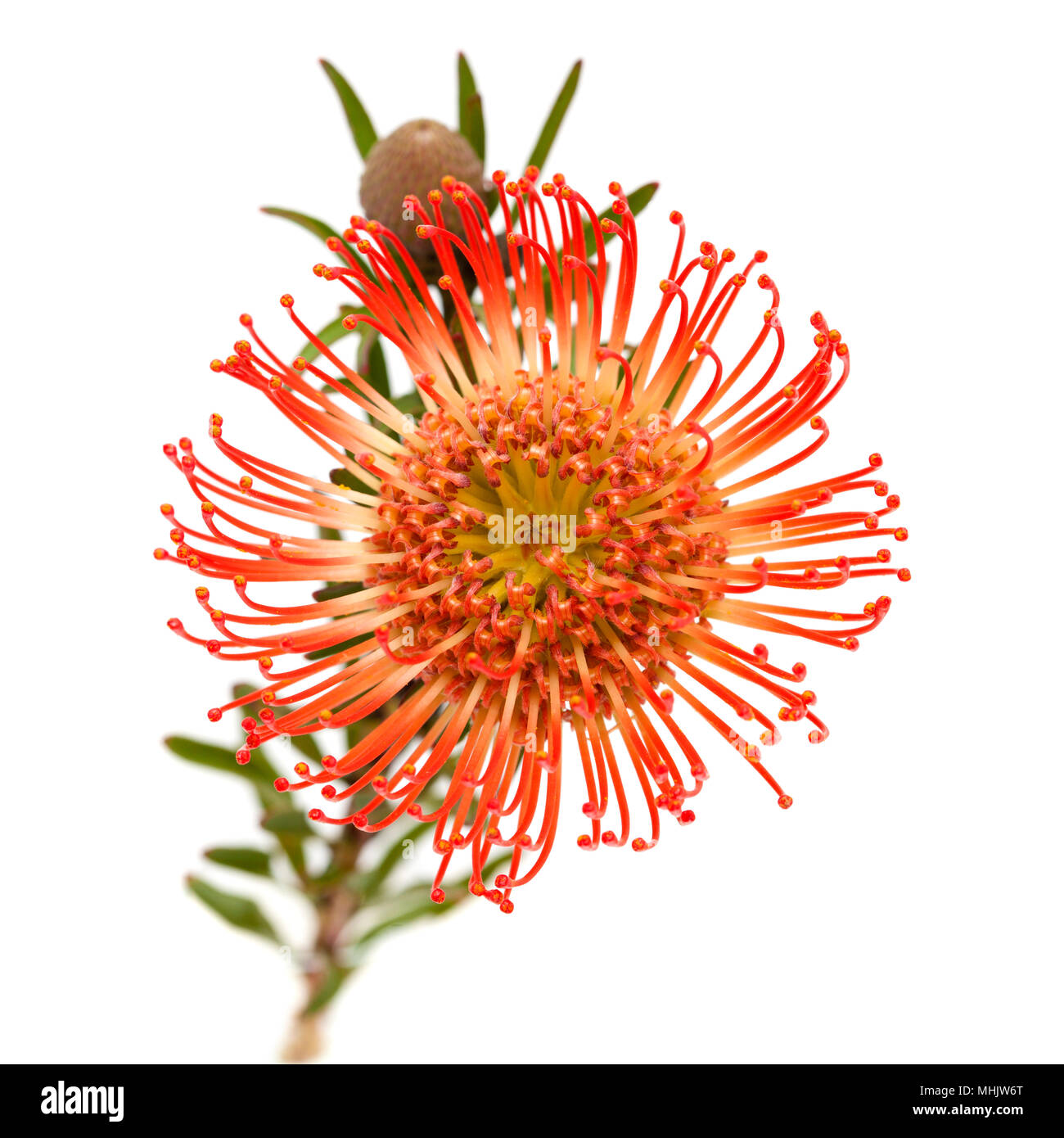 red Leucospermum, pincushion protea isolated on white background Stock ...