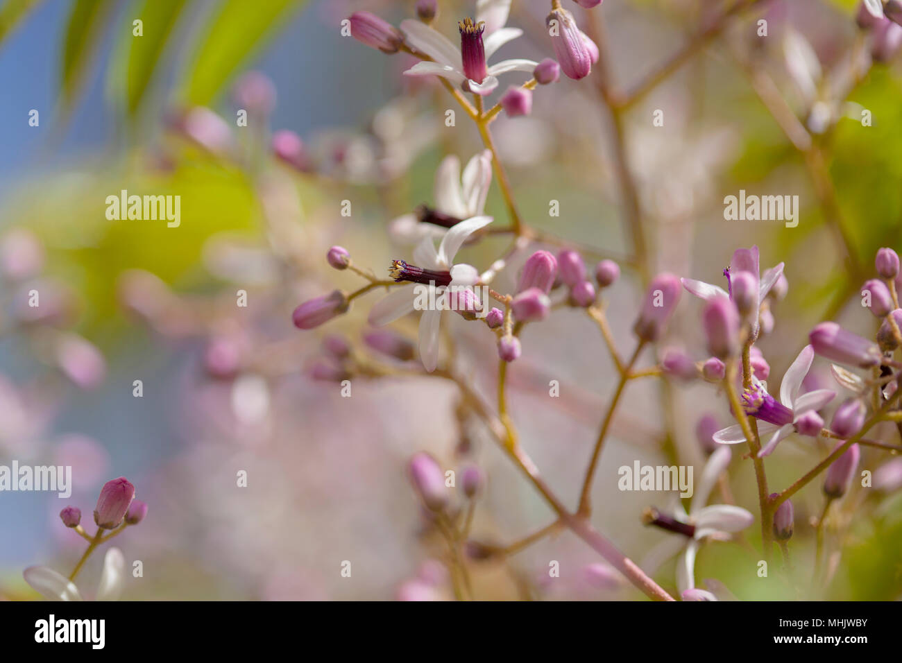 chinaberry tree,  Melia azedarach, macro floral background Stock Photo