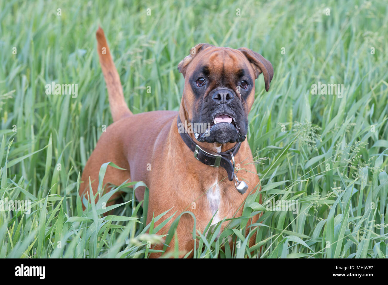 Isolated boxer young puppy dog while jumping on green grass Stock Photo Alamy
