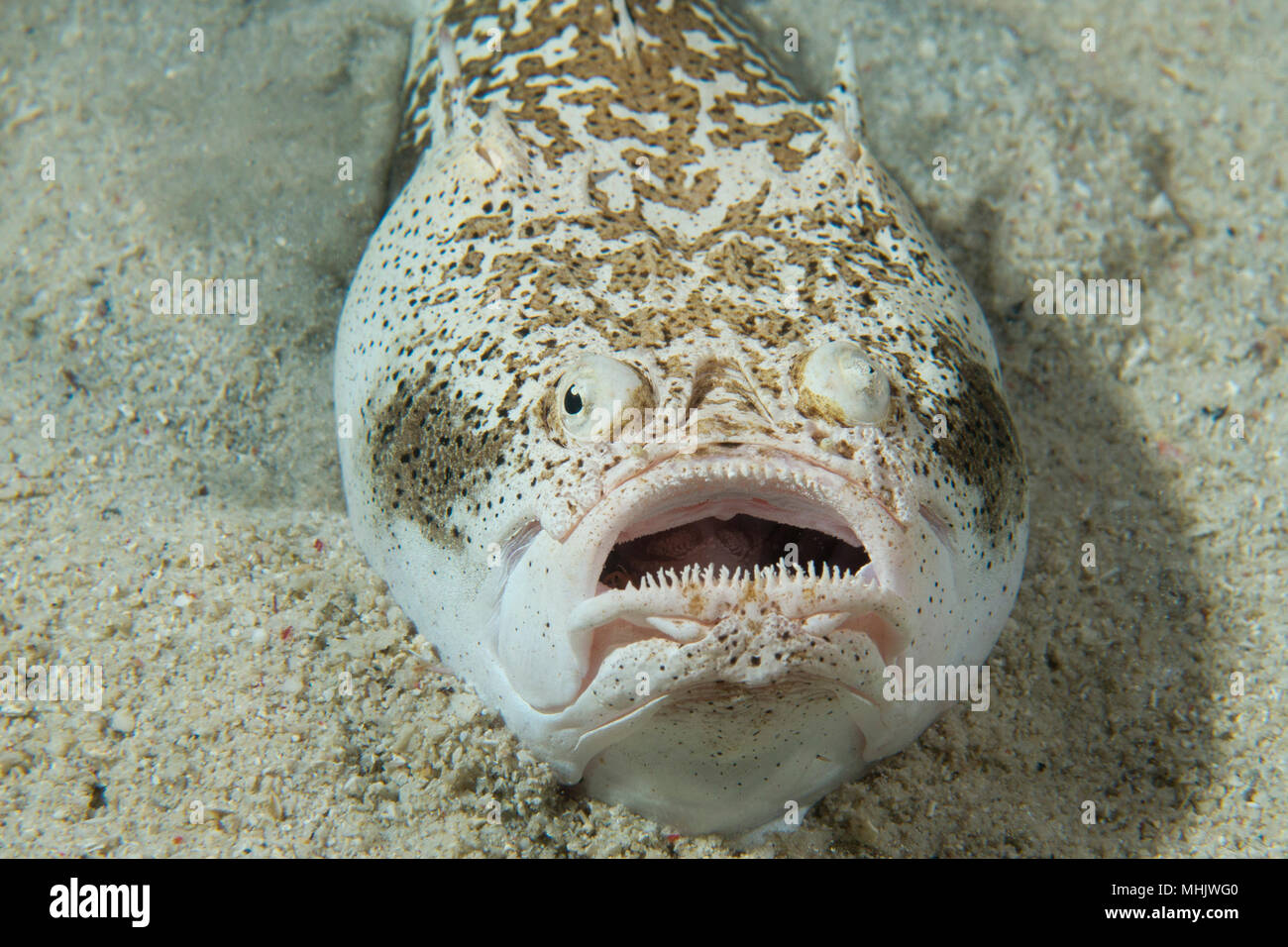 Stargazer priest fish hunting in sand in Philippines Stock Photo Alamy