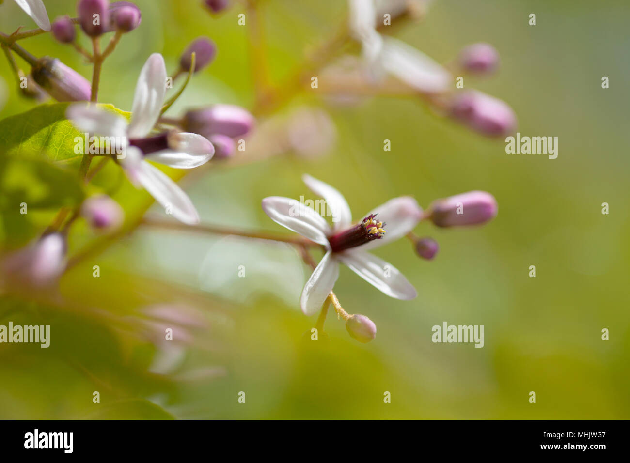chinaberry tree,  Melia azedarach, macro floral background Stock Photo