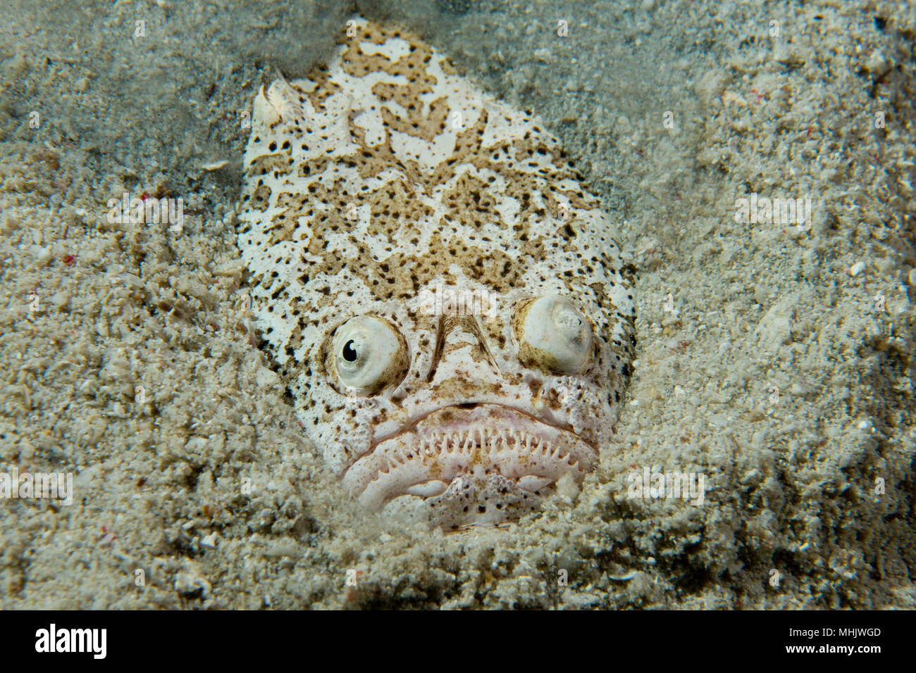 Stargazer priest fish hunting in sand in Philippines Stock Photo Alamy