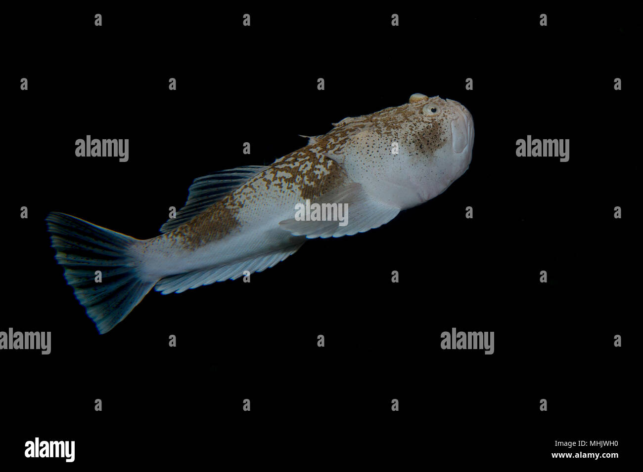 Stargazer priest fish hunting in sand in Philippines Stock Photo Alamy