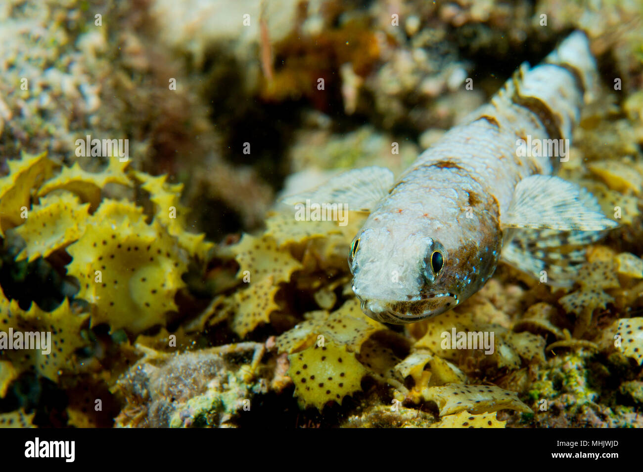 Lizard on a beach of the philippines hi-res stock photography and ...