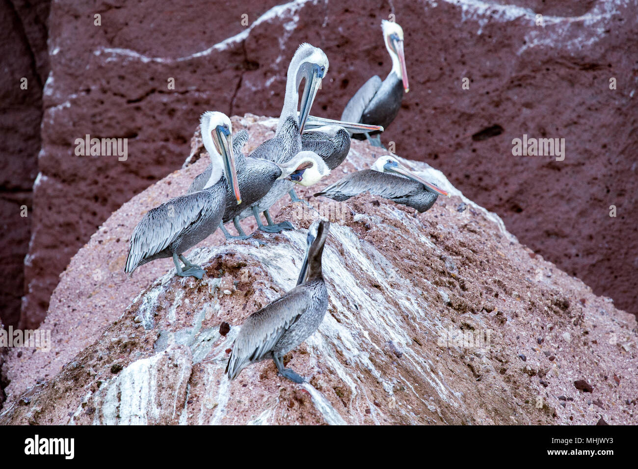 Pelican portrait on the rocks background Stock Photo - Alamy