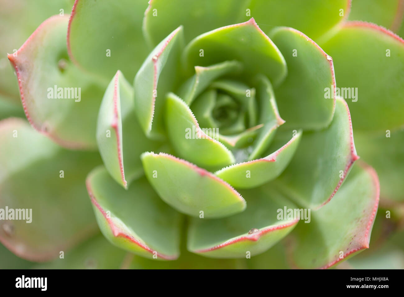 Flora of Gran Canaria - Aeonium percarneum background Stock Photo