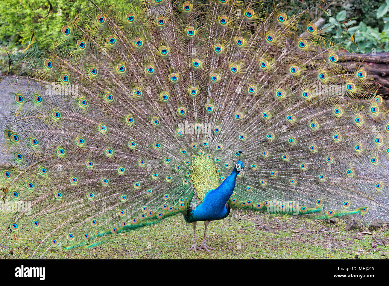 peacock bird close up portrait Stock Photo - Alamy