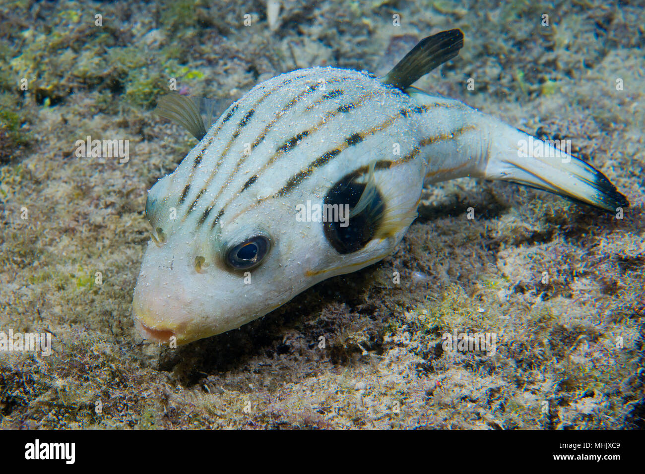 Puffer Fish In Red Sea High Resolution Stock Photography and Images - Alamy