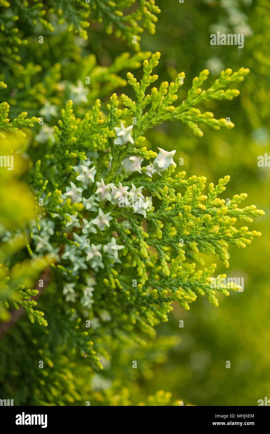 thuja branches with small green cones natural macro background Stock Photo