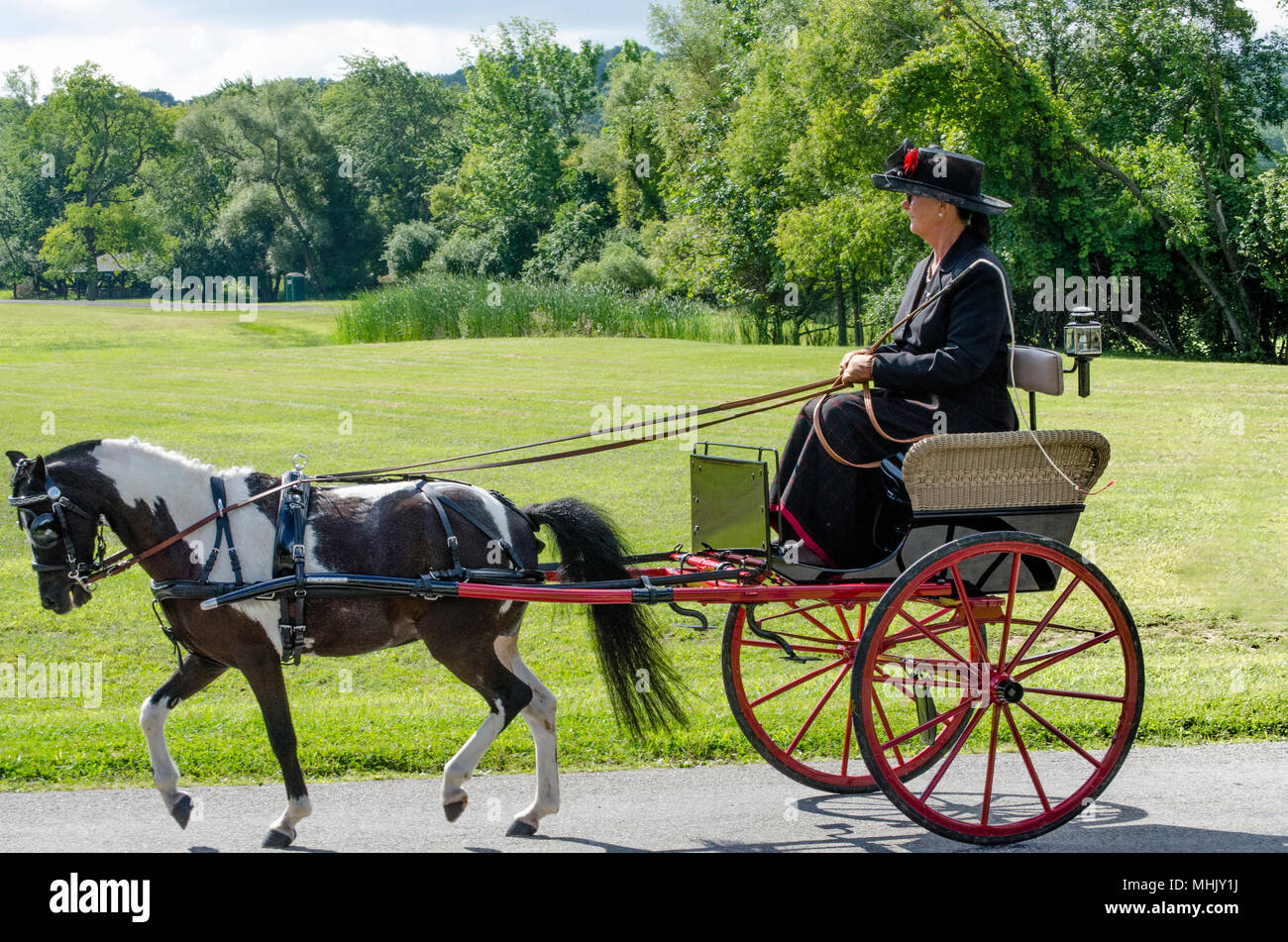 woman drives vintage horse carridge at Mendon park. Stock Photo