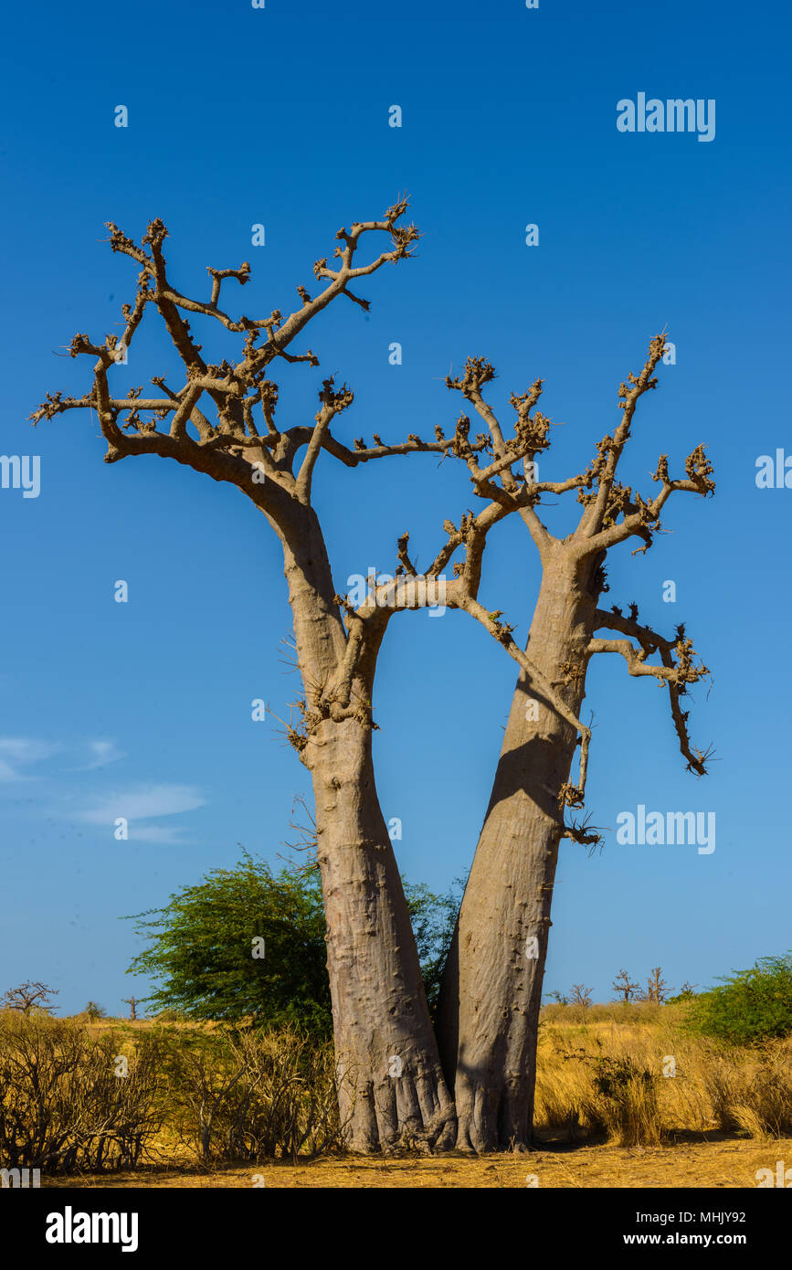 Baobab tree in Africa Stock Photo Alamy