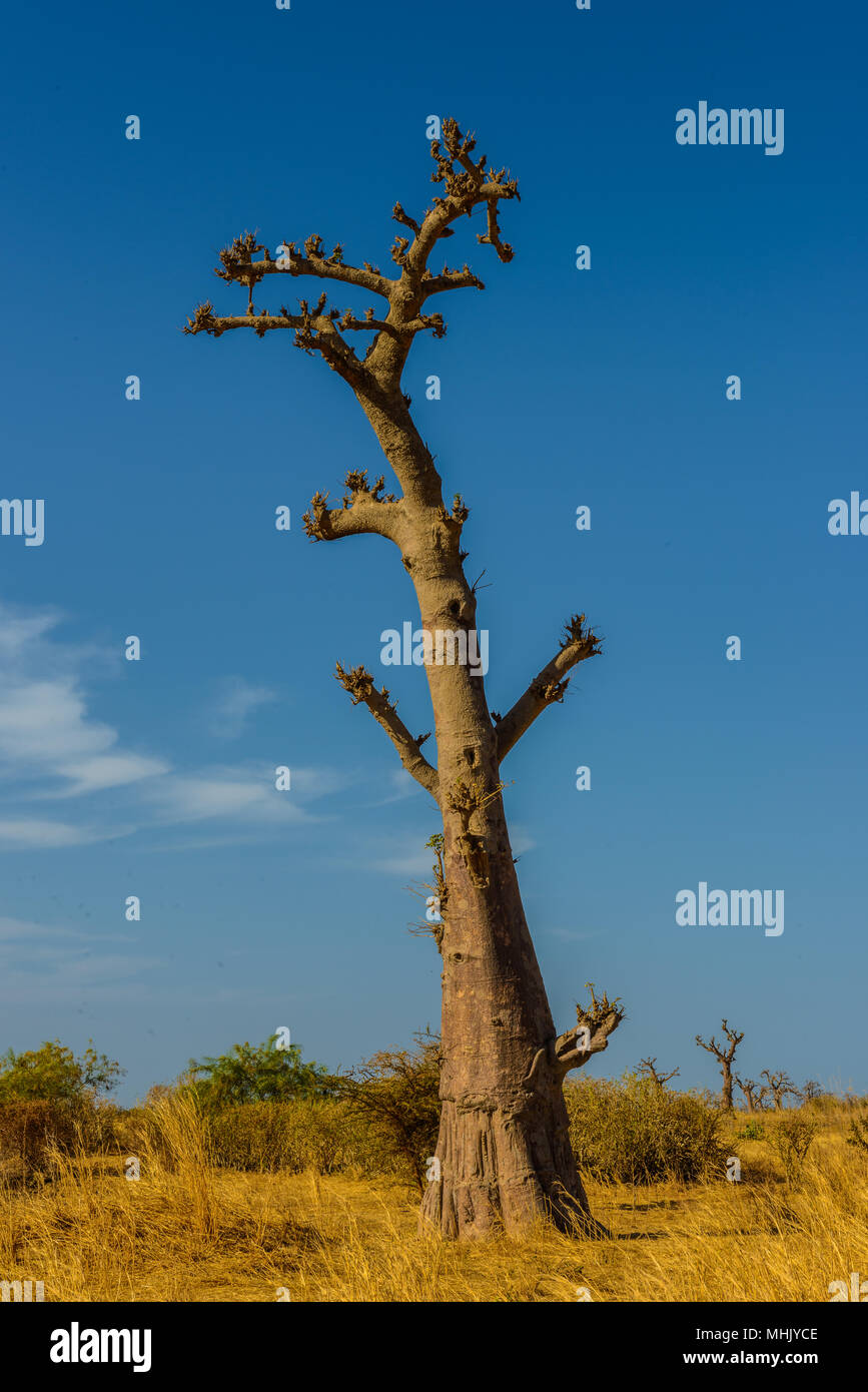 Dry baobab tree in Africa Stock Photo - Alamy