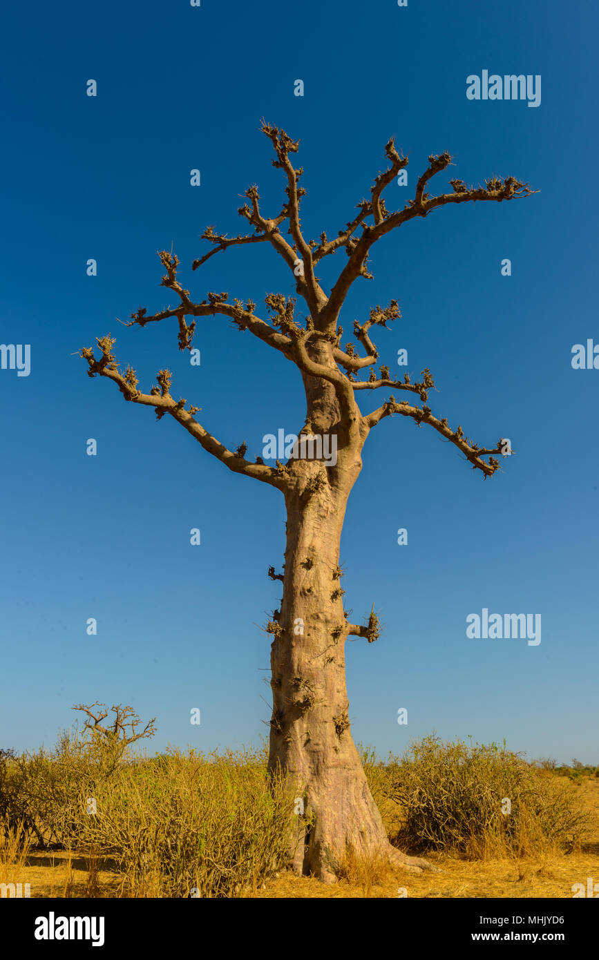 Dry baobab tree in Africa Stock Photo - Alamy