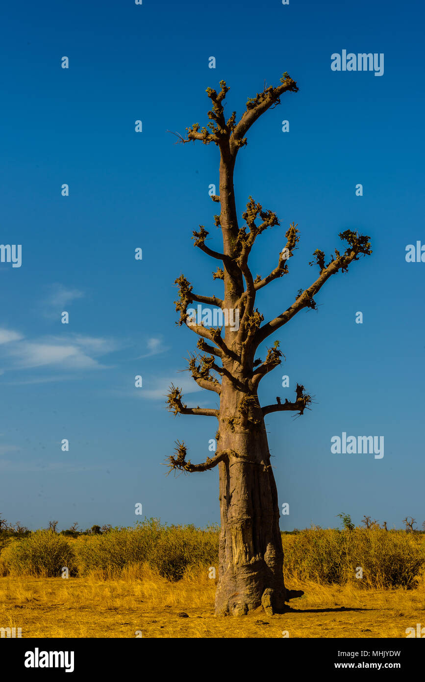 Dry baobab tree in Africa Stock Photo Alamy