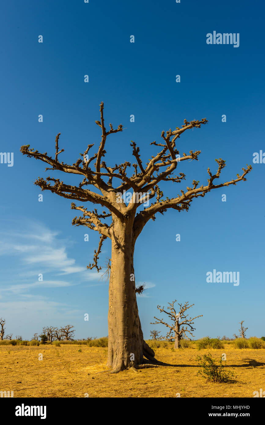African landscape with baobab tree Stock Photo - Alamy