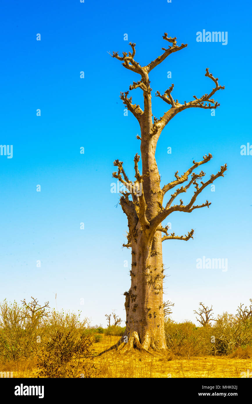 Baobab tree, nature of Africa Stock Photo - Alamy
