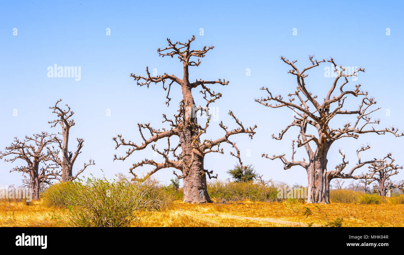 Senegal Tree Types Baobab tree in Senegal, Africa Stock Photo - Alamy