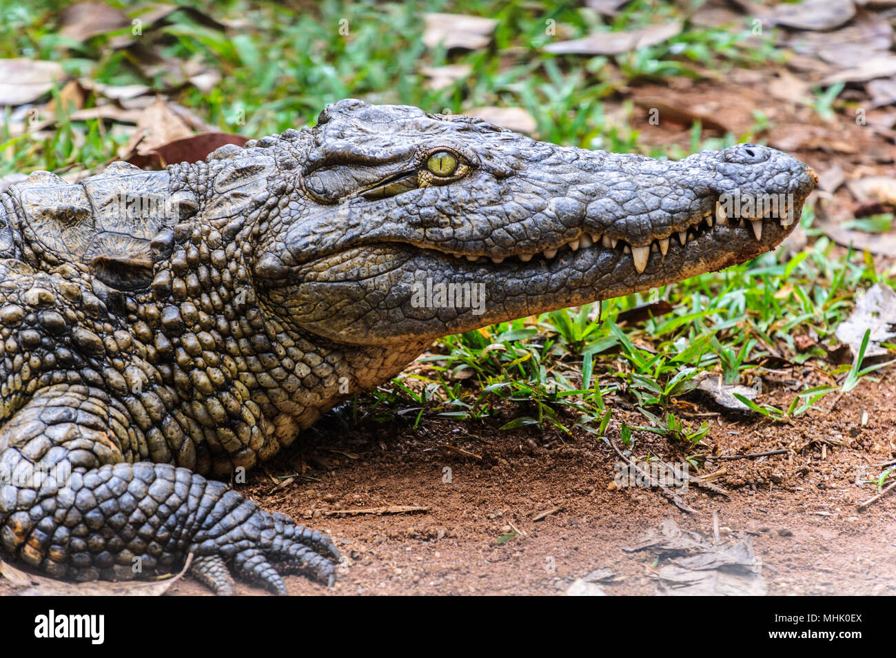 Nile crocodile (Crocodylus niloticus), Africa Stock Photo - Alamy