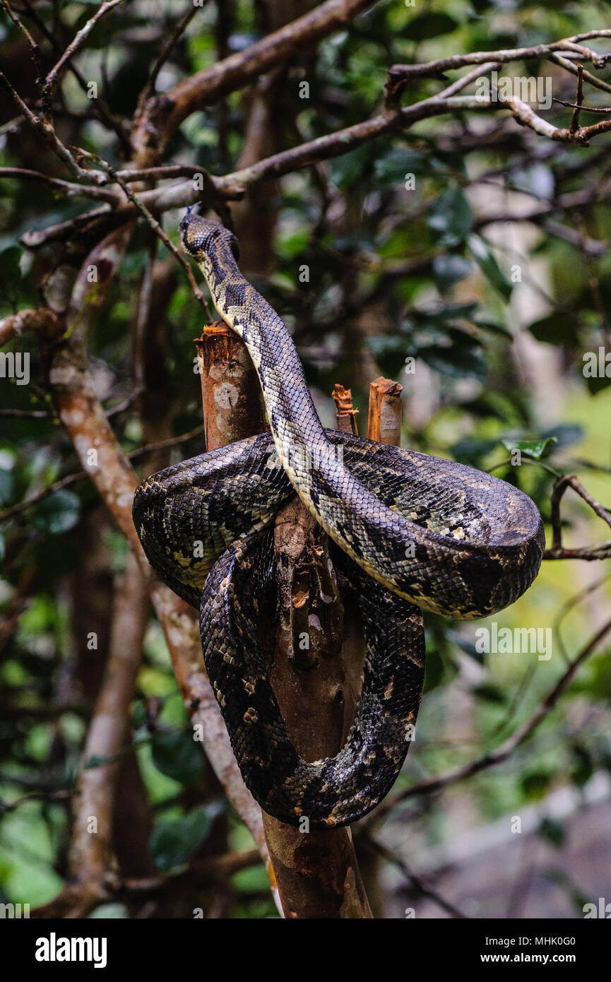 Madagascar Ground Boa (Boa madagascariensis Stock Photo - Alamy