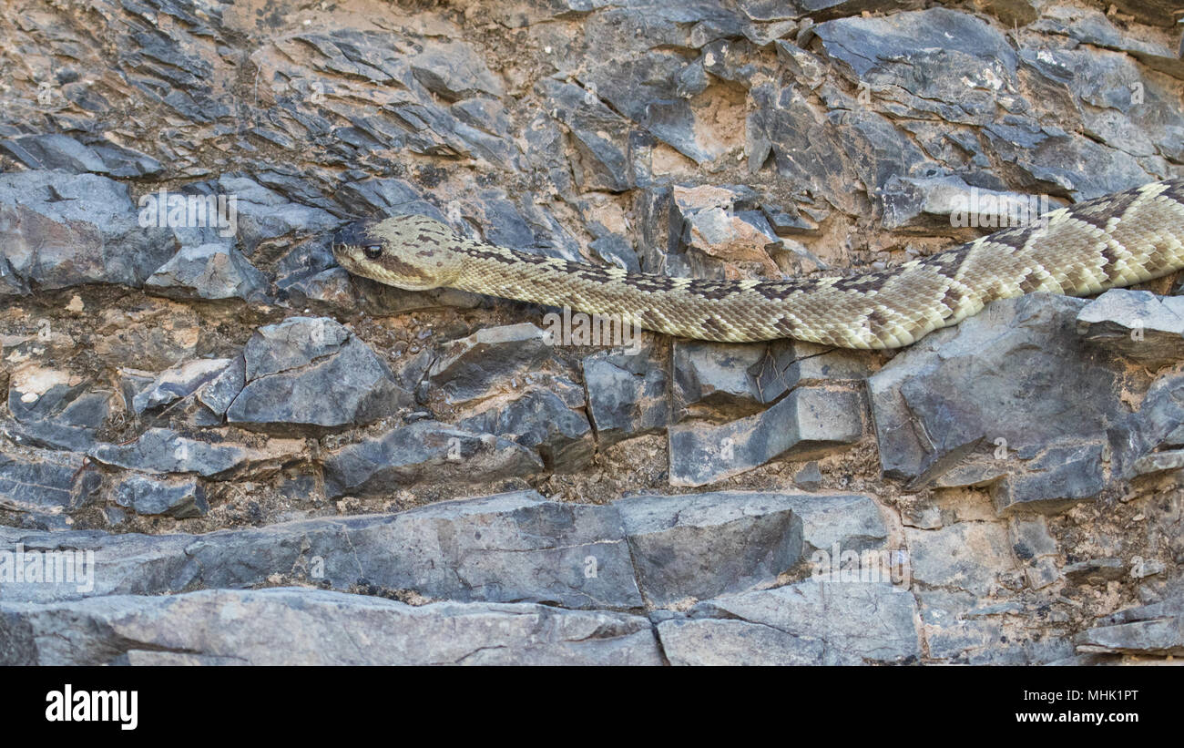 A black-tailed rattlesnake crawling along a rock wall in the Sonoran ...
