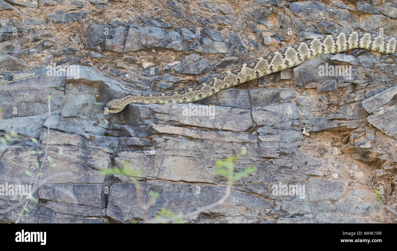A black-tailed rattlesnake crawling along a rock wall in the Sonoran ...