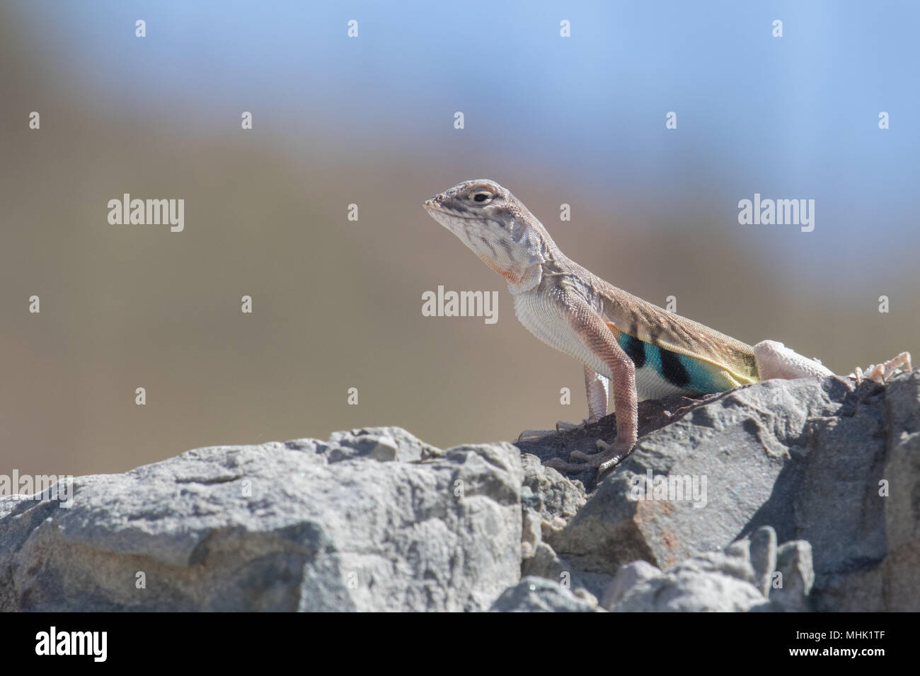A zebra-tailed lizard surveying his territory. Stock Photo