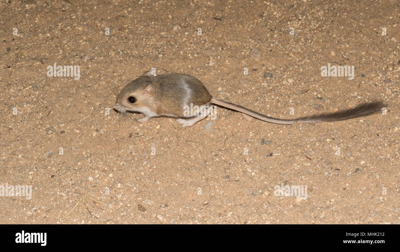 A desert kangaroo rat. Stock Photo