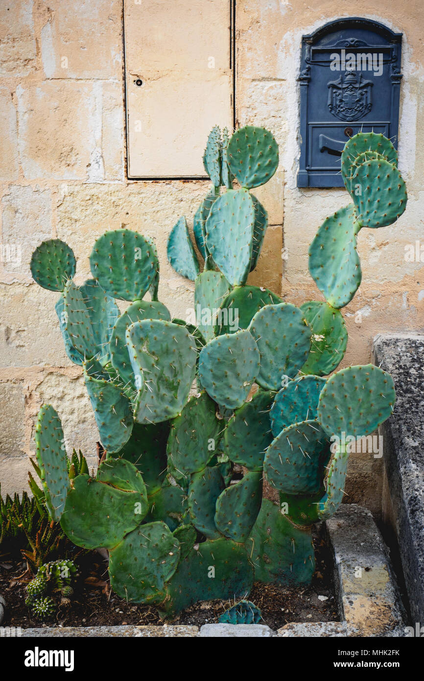 Green prickly pear cactus plant with a blue vintage letter box on a stone masonry wall. Portrait format. Stock Photo