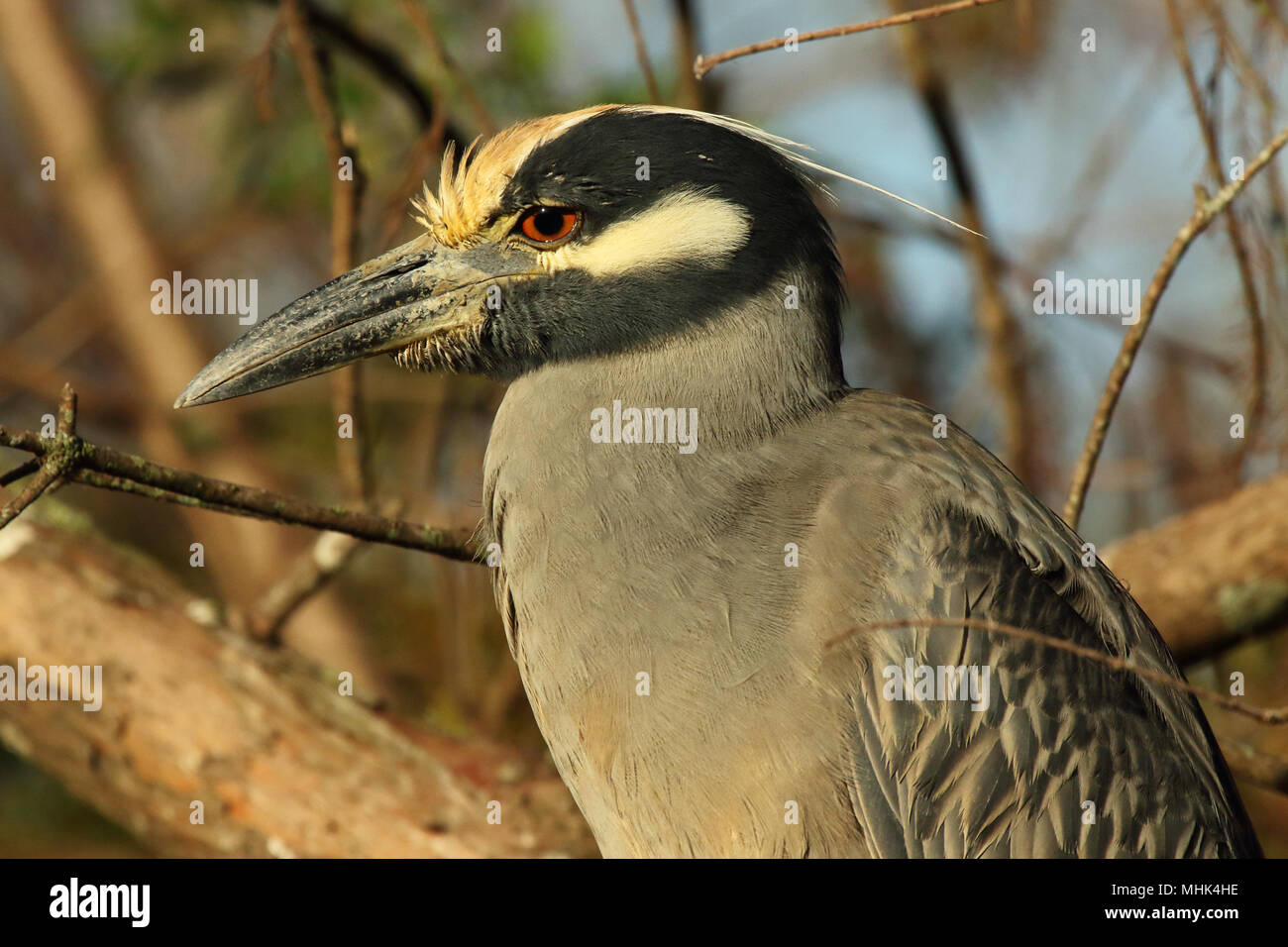 A woodsy portrait of a Black-crowned Night Heron. Stock Photo