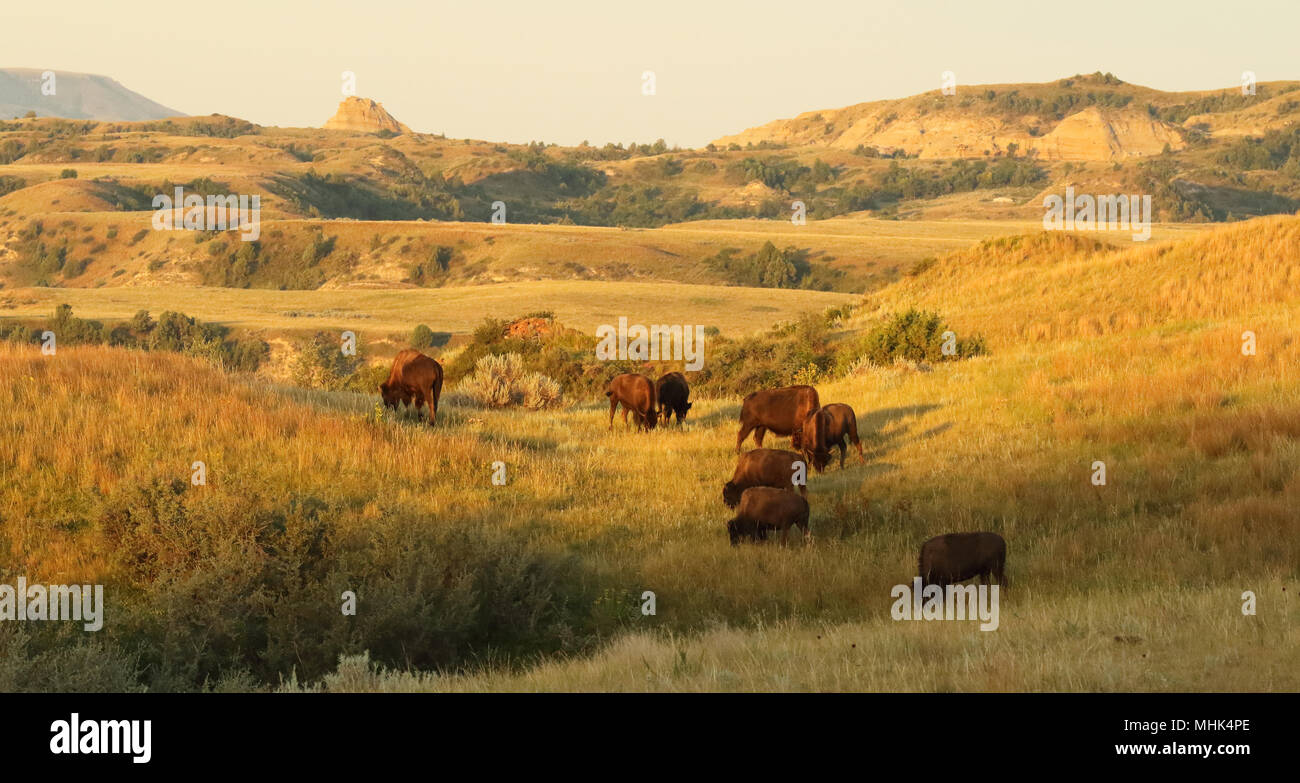 A herd of American Bison emerging - A Herd Of American Bison Emerging From The Badlands Of North Dakota MHK4PE 